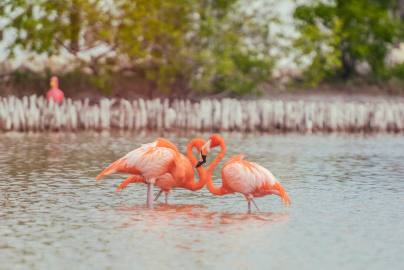 Flamingos in Yucatán